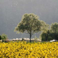 Rapsblüte