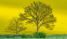 Rapsblüte