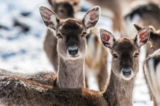Rehe