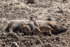 Wildschweine