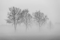 Bodennebel