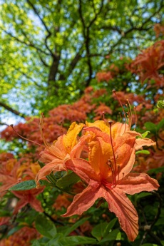 Azaleenblüte