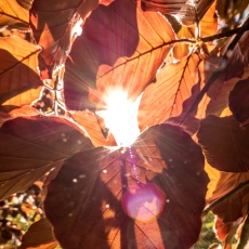 Feuerbuche