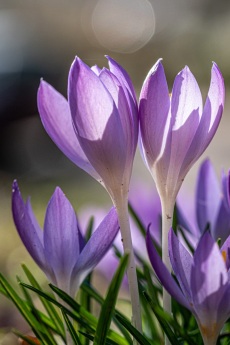 Krokusse