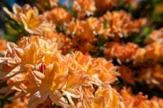 Azaleenblüte