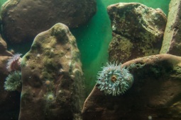Seeanemone