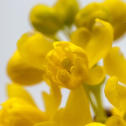 Gelbe Blumen