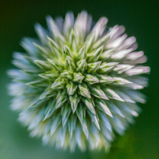 Distel