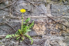 Mauerblümchen