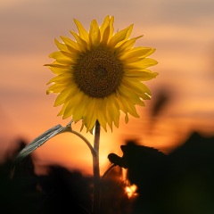 Sonnenblume