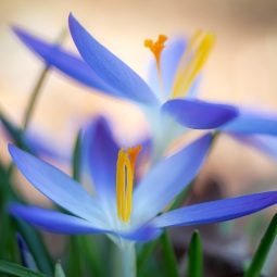 Krokosblüte