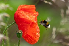 Klatschmohn