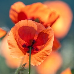 Klatschmohn im Gegenlicht