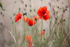 Klatschmohn