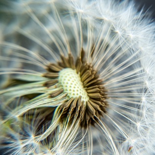 Pusteblume