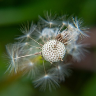 Ende einer Pusteblume