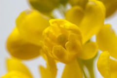 Gelbe Blumen