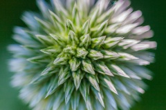 Distel