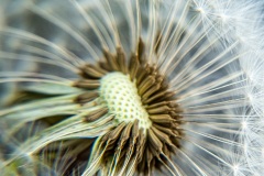 Pusteblume