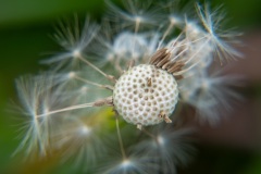 Ende einer Pusteblume