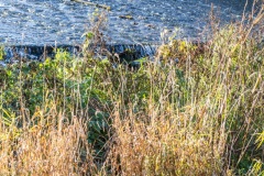20151101-152750-ING_2015-11-01-15-27-50_69662