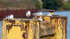 Möwen im Hafen