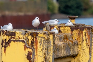 Möwen im Hafen