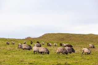 Schafe auf dem Oberland