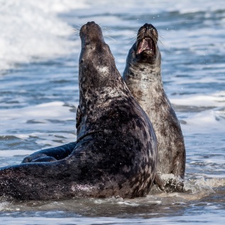 Kegelrobben