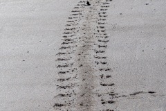 Spuren im Sand
