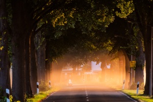 Spuk am Abend

#tündern #hameln #ort #ortseinfahrt #strasse #allee #sonnenuntergang #ernte #getreideernte #getreide #dunst #staub #licht #glühen