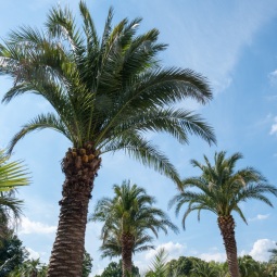 Palmengarten