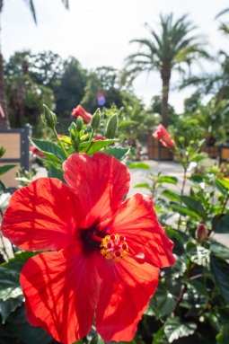 Blüte