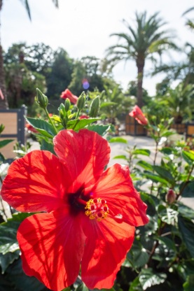Blüte