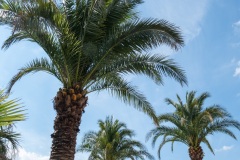 Palmengarten