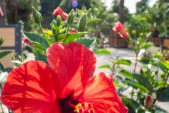 Blüte
