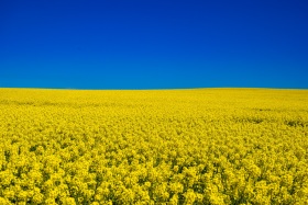 Rapsblüte im Weserbergland