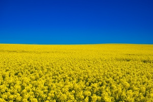 Rapsblüte im Weserbergland