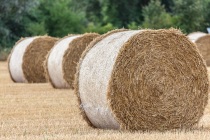 Strohrollen auf einem Feld