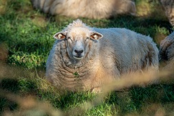 Schaf