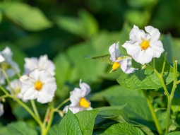 Kartoffelblüten