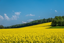 Rapsblüte