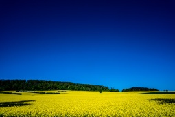 Rapsblüte