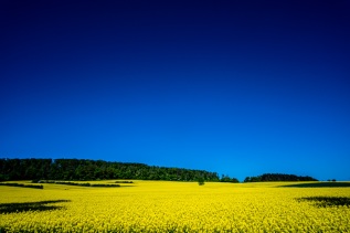 Rapsblüte