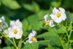 Kartoffelblüten