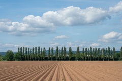 Kartoffelfeld