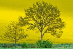 Rapsblüte