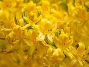 Azaleenblüte