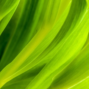 Tulpen