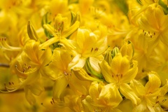 Azaleenblüte